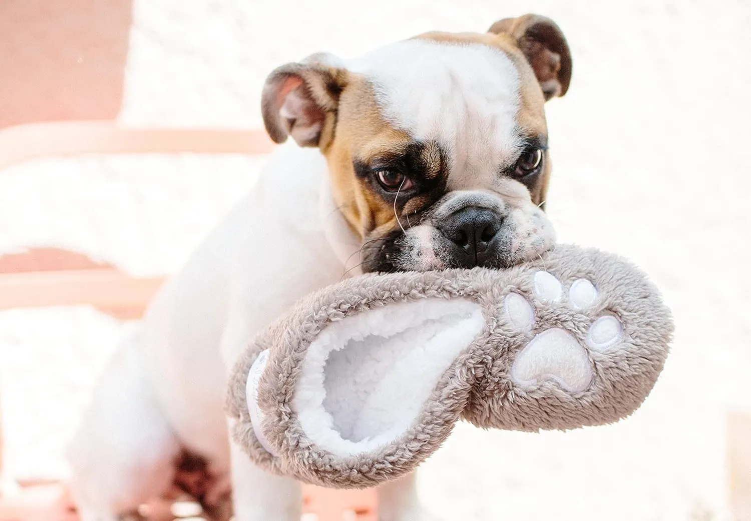 Faceplant Dreams I Sleep with Dogs Footsies