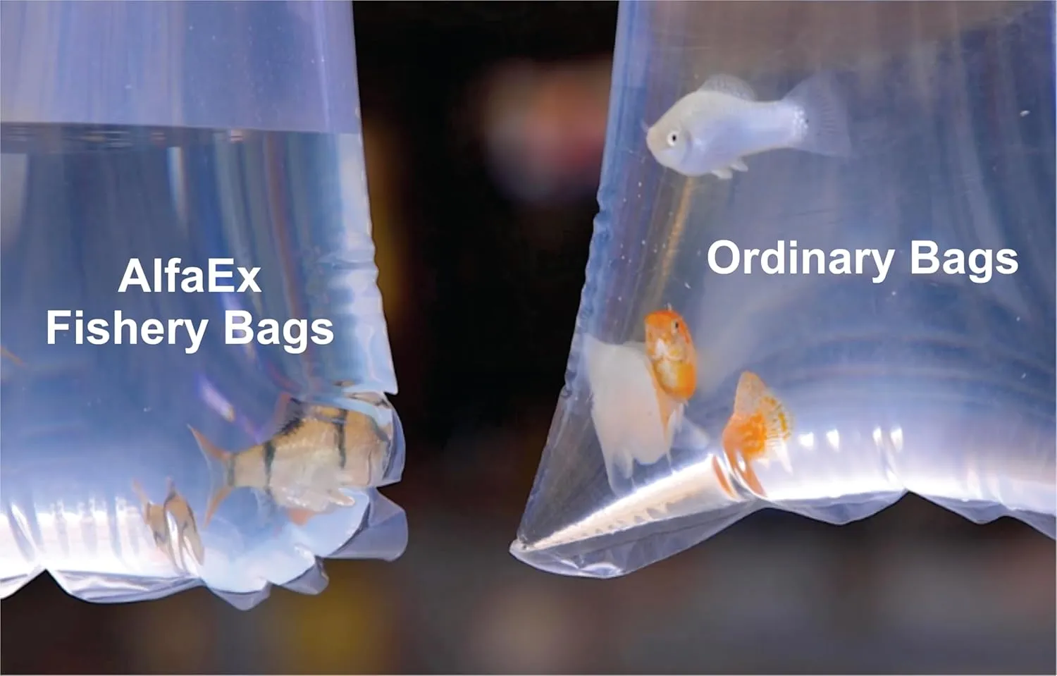 Fishery Bags 10 Inches Leak Proof Rounded Bottom Corners Clear Plastic Fish Bags for Marine and Tropical Fish Transport. (10" x 24" / 100 Pack / 2 Mil)