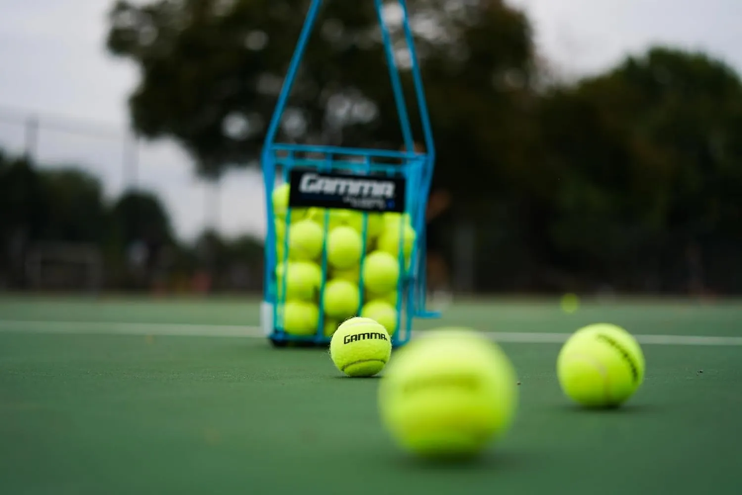 Gamma Sports Pressureless Tennis Balls Box, Bulk Tennis Balls, Premium Tennis Accessories, Multiple Pack Sizes, Tennis Practice, Tennis Training, Pet Toys, Dog Ball, Coach, Indoor & Outdoor Play