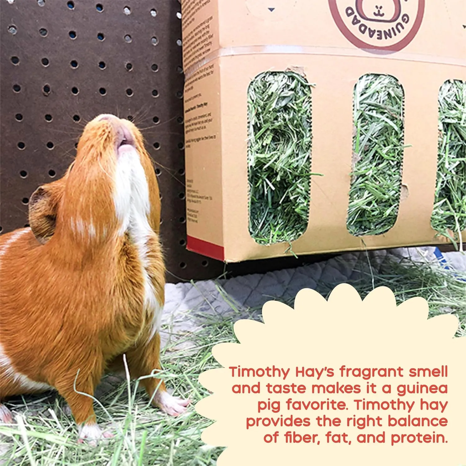 GuineaDad Orchard Hay Box – 3 Pack Guinea Pig Food – Cage-Mounted Feeding System – Timothy Hay for Guinea Pigs, Rabbits & Small Animals – 100% Recyclable & Biodegradable