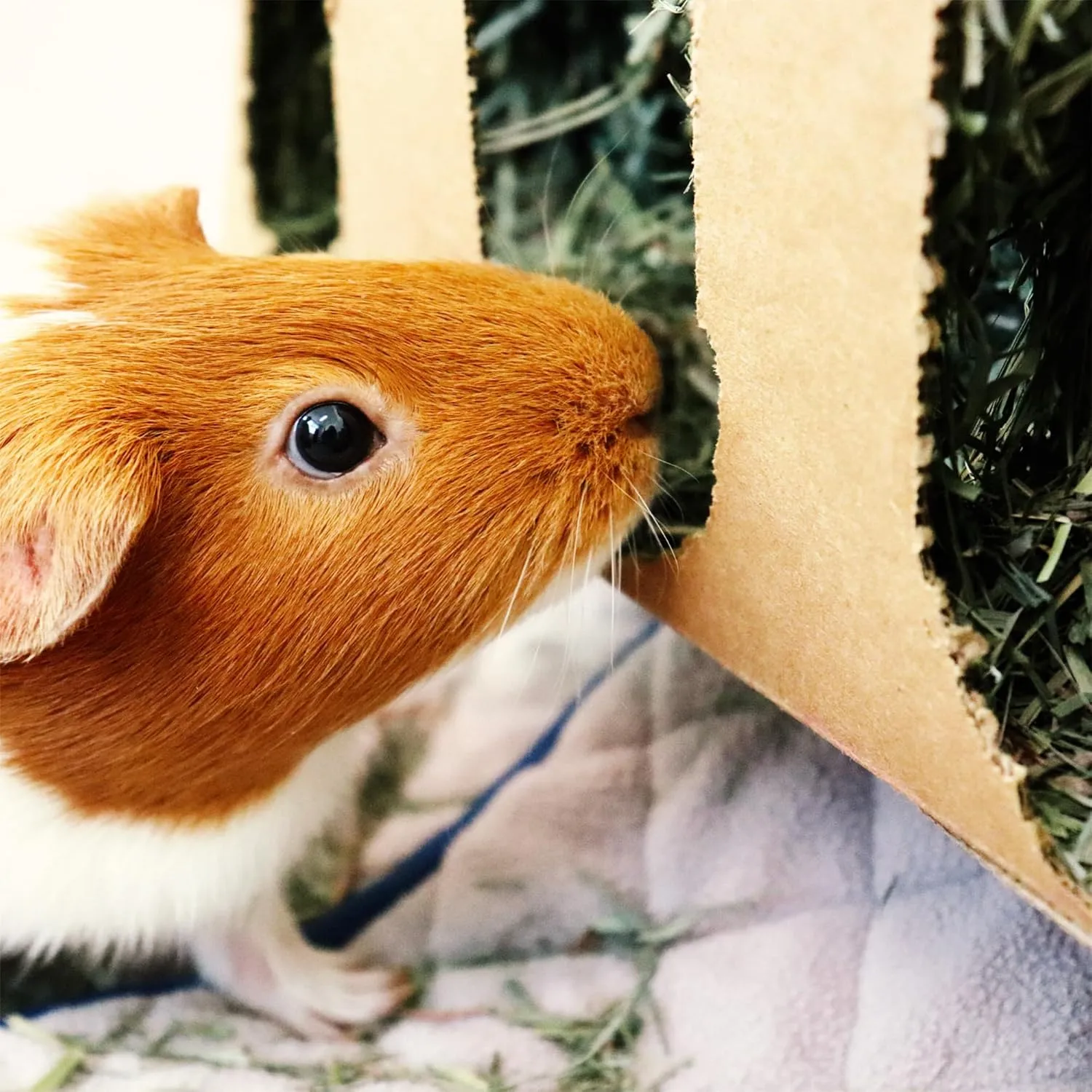 GuineaDad Orchard Hay Box – 3 Pack Guinea Pig Food – Cage-Mounted Feeding System – Timothy Hay for Guinea Pigs, Rabbits & Small Animals – 100% Recyclable & Biodegradable