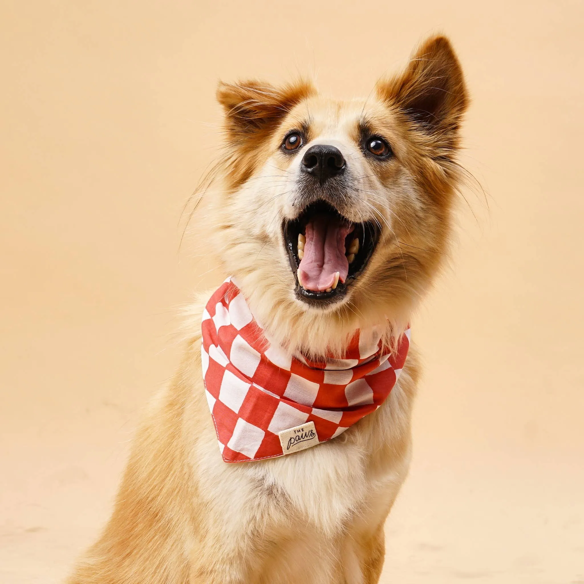 Kings Dog Bandana: XS