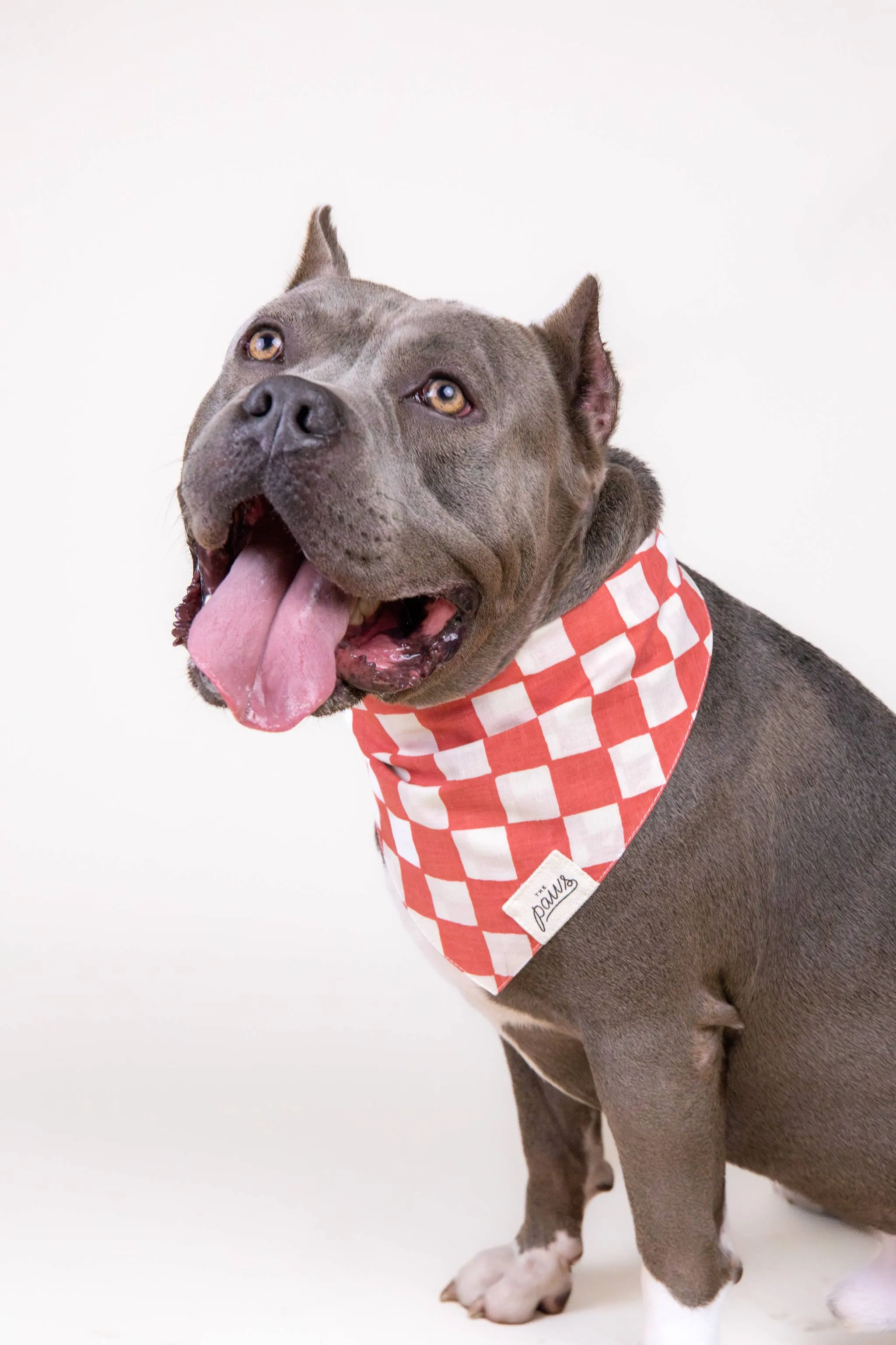 Kings Dog Bandana: XS
