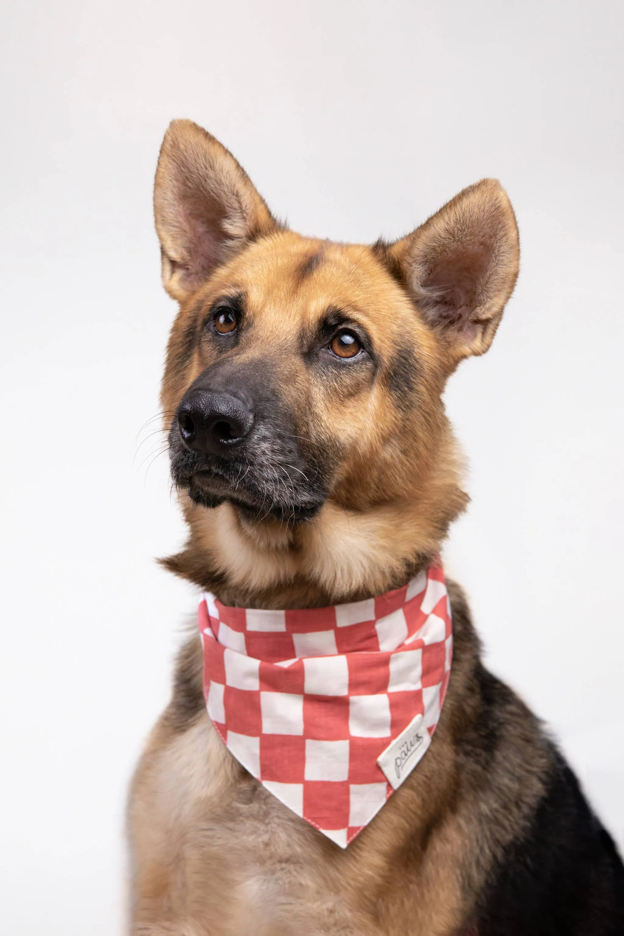 Kings Dog Bandana: XS