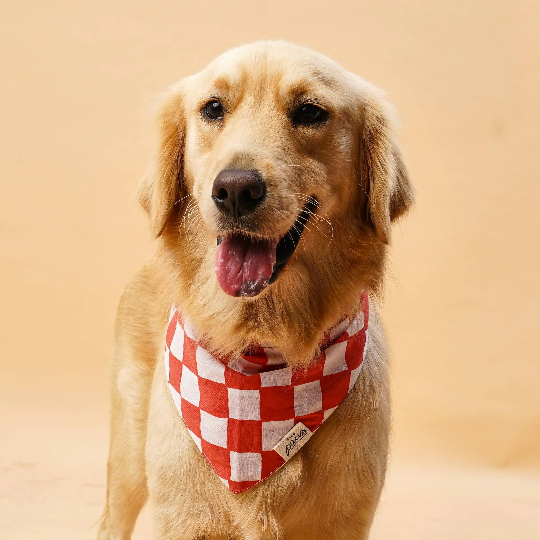 Kings Dog Bandana: XS