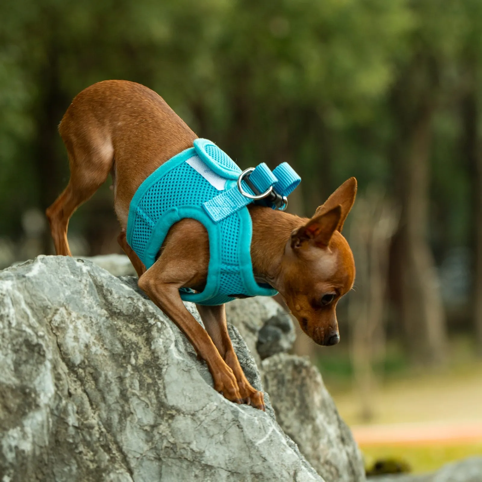 Mr. Peanut's PupTrek Harness and Leash Set,  Small Dog/Cat Soft Mesh Step In Harness Vest