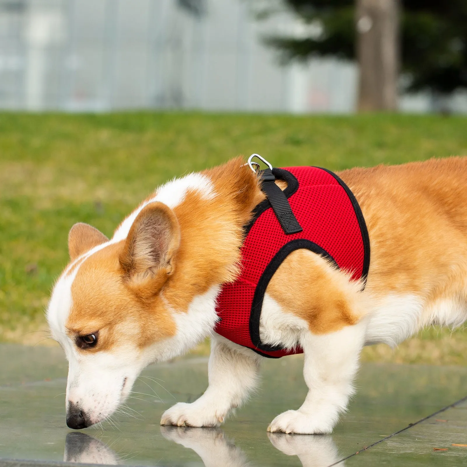 Mr. Peanut's PupTrek Harness and Leash Set,  Small Dog/Cat Soft Mesh Step In Harness Vest
