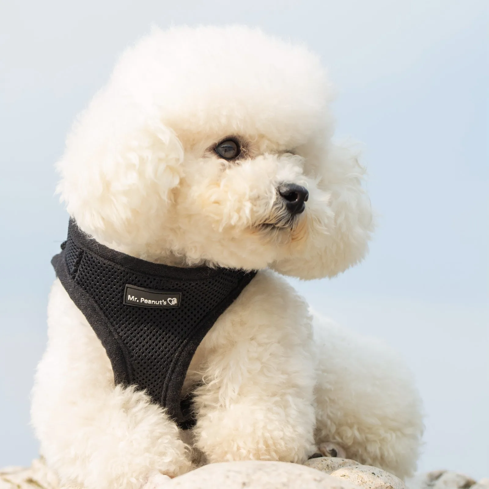 Mr. Peanut's PupTrek Harness and Leash Set,  Small Dog/Cat Soft Mesh Step In Harness Vest