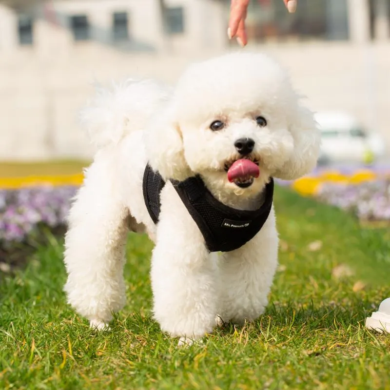 Mr. Peanut's PupTrek Harness and Leash Set,  Small Dog/Cat Soft Mesh Step In Harness Vest