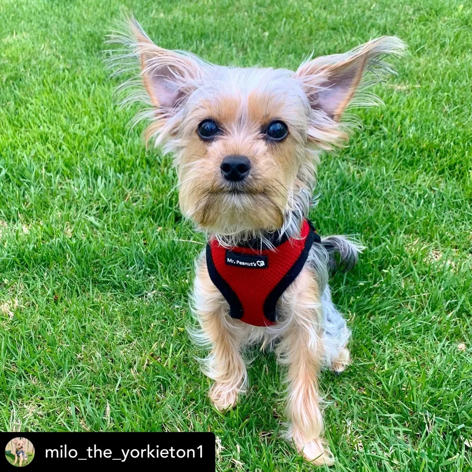 Mr. Peanut's PupTrek Harness and Leash Set,  Small Dog/Cat Soft Mesh Step In Harness Vest