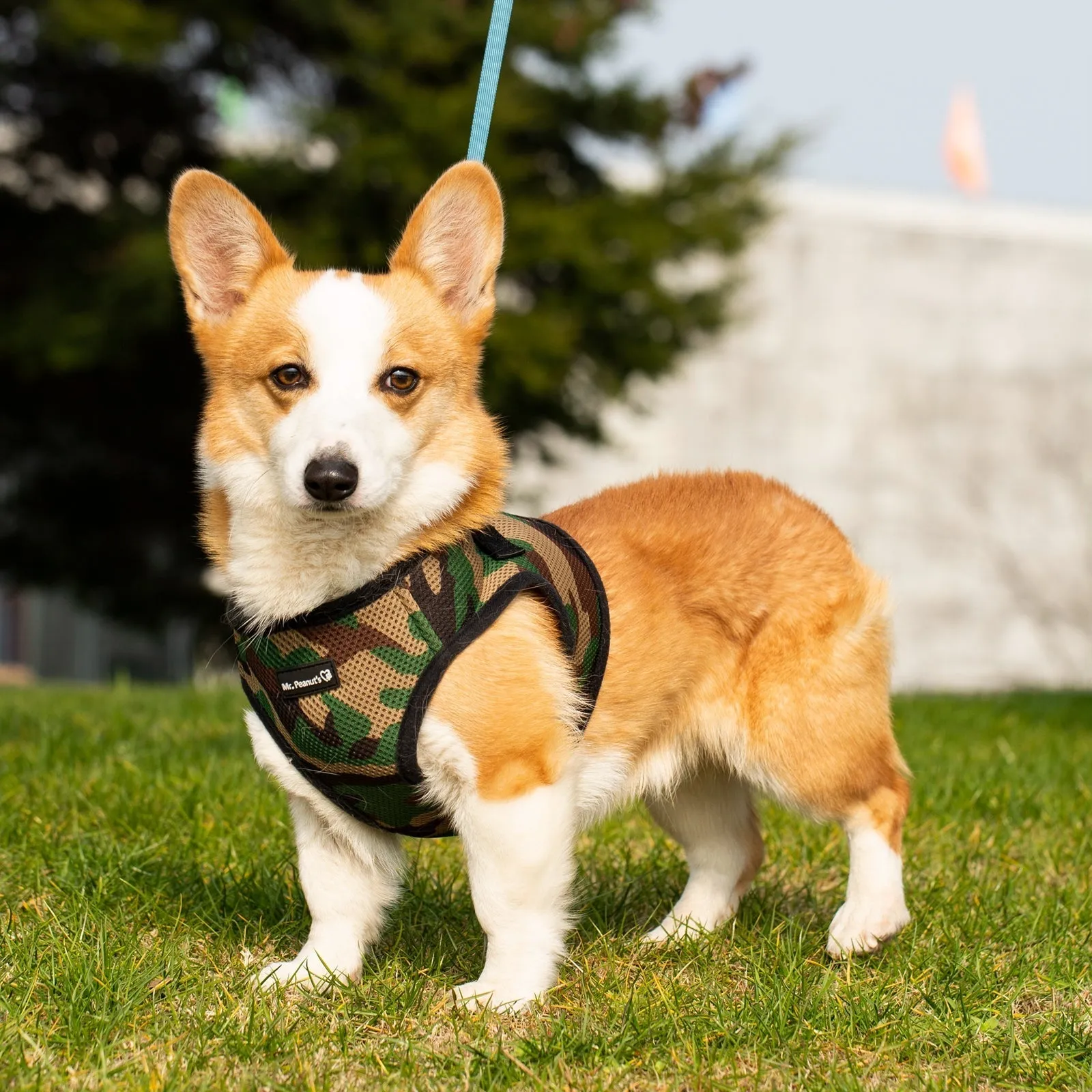 Mr. Peanut's PupTrek Harness and Leash Set,  Small Dog/Cat Soft Mesh Step In Harness Vest