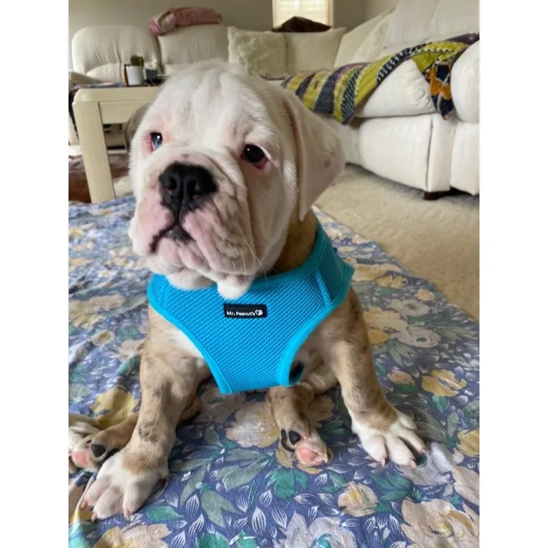 Mr. Peanut's PupTrek Harness and Leash Set,  Small Dog/Cat Soft Mesh Step In Harness Vest