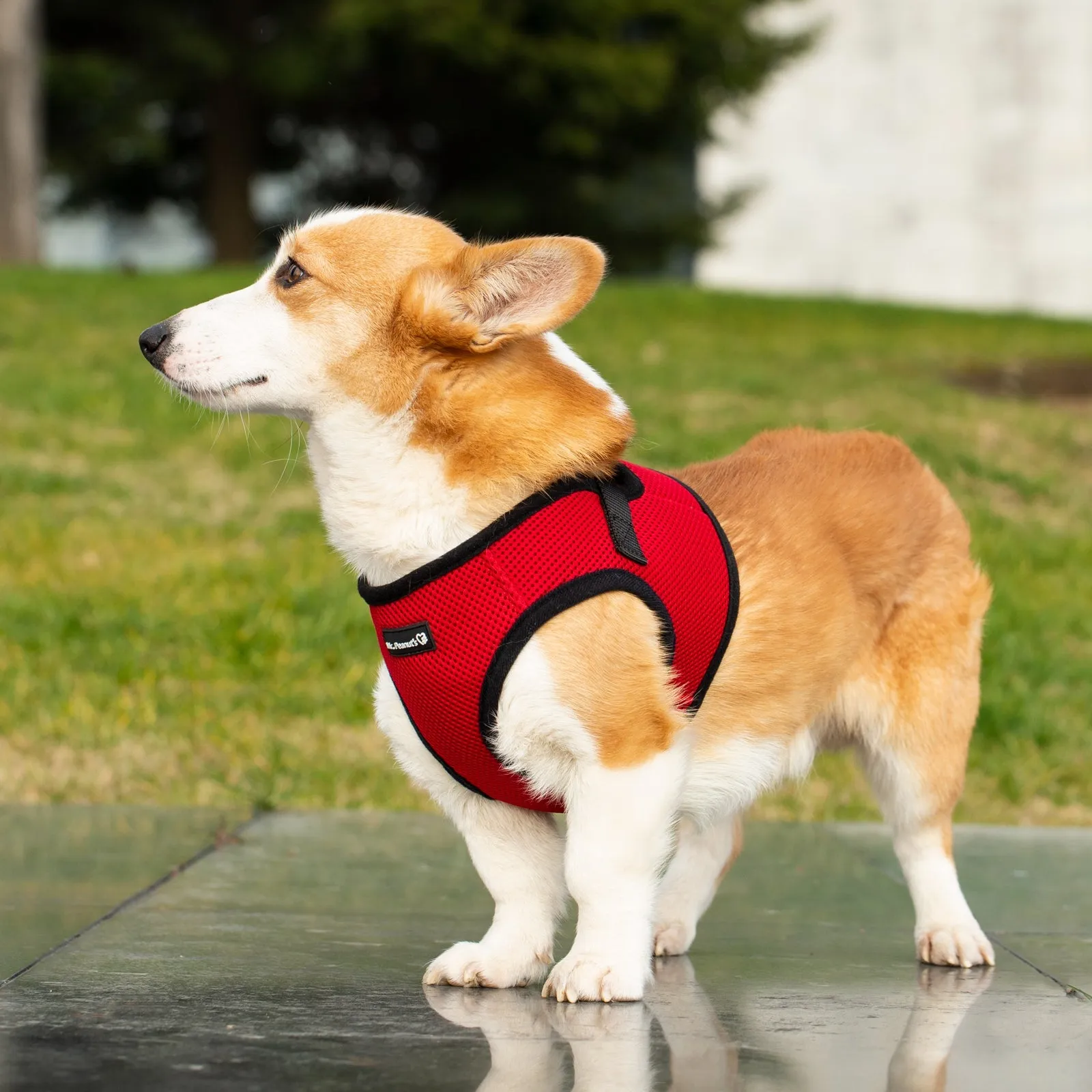 Mr. Peanut's PupTrek Harness and Leash Set,  Small Dog/Cat Soft Mesh Step In Harness Vest