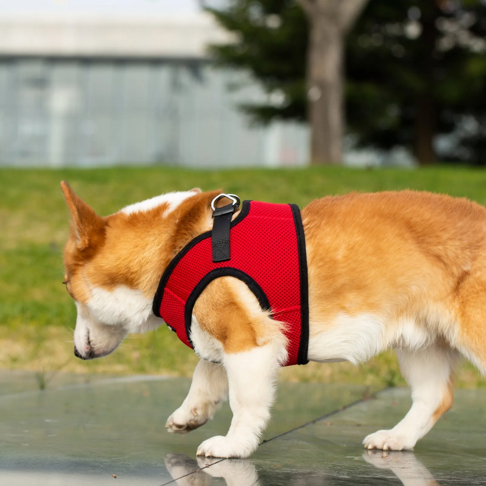 Mr. Peanut's PupTrek Harness and Leash Set,  Small Dog/Cat Soft Mesh Step In Harness Vest