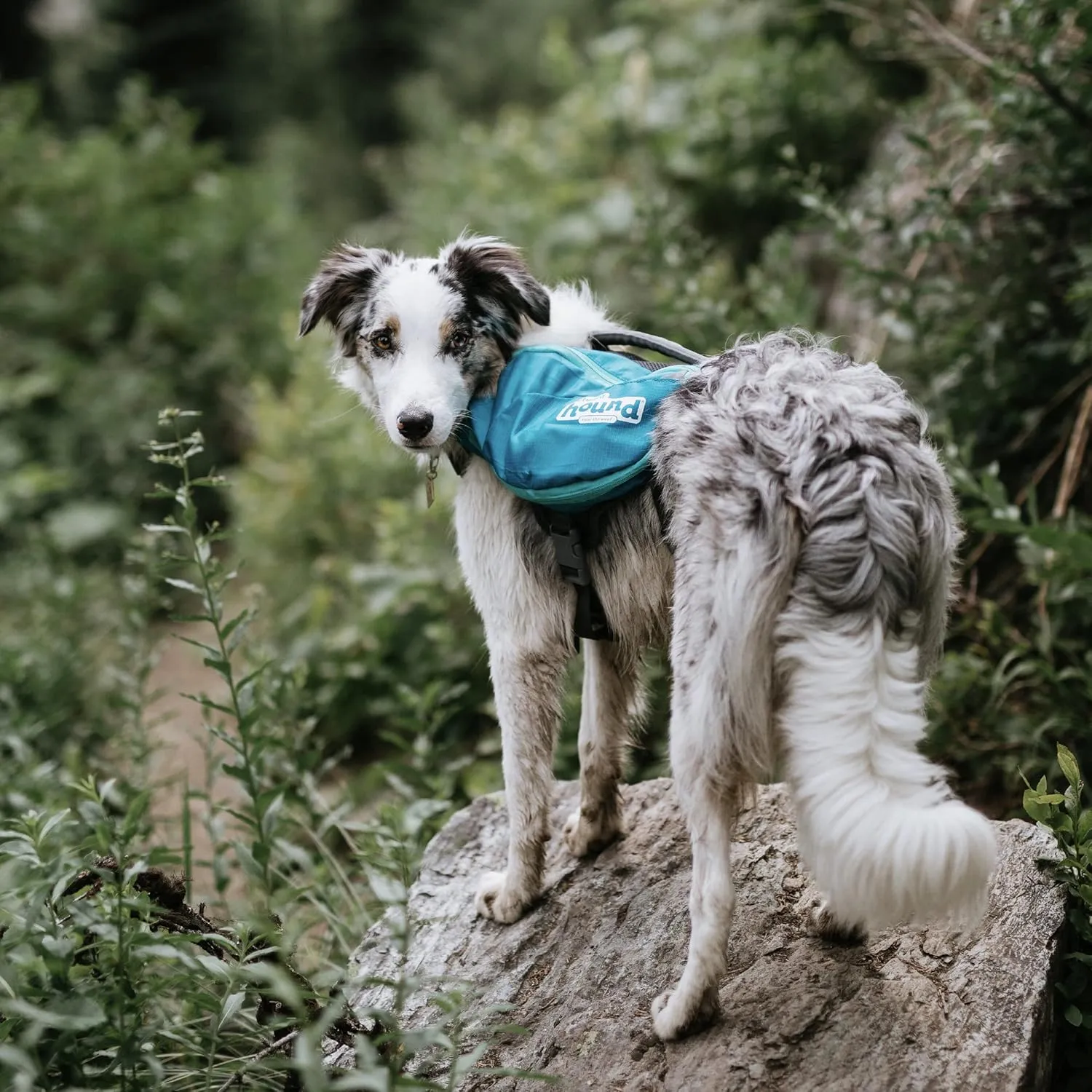 Outward Hound DayPak Blue Dog Saddleback Backpack, Medium