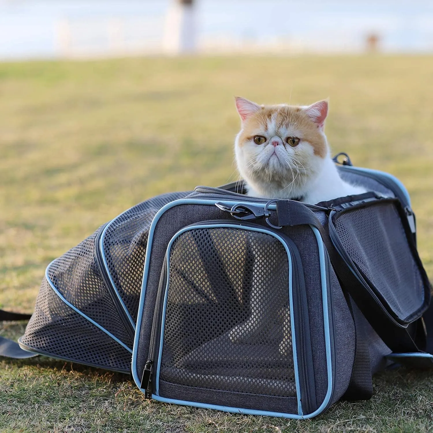 Petsfit Expandable Cat Carrier Dog Carriers,Airline Approved Soft-Sided Portable Pet Travel Washable Carrier for Kittens,Puppies,Removable Soft Plush mat and Pockets,Locking Safety Zippers